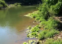 limpeza nas margens da RJ-182